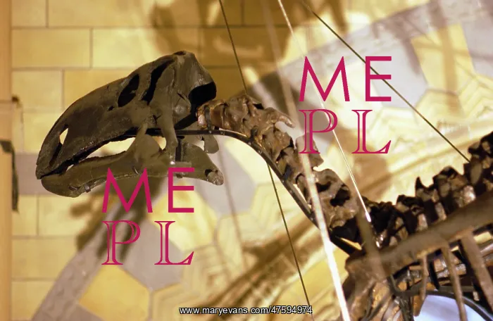 : Allosaurus : Allosaurus