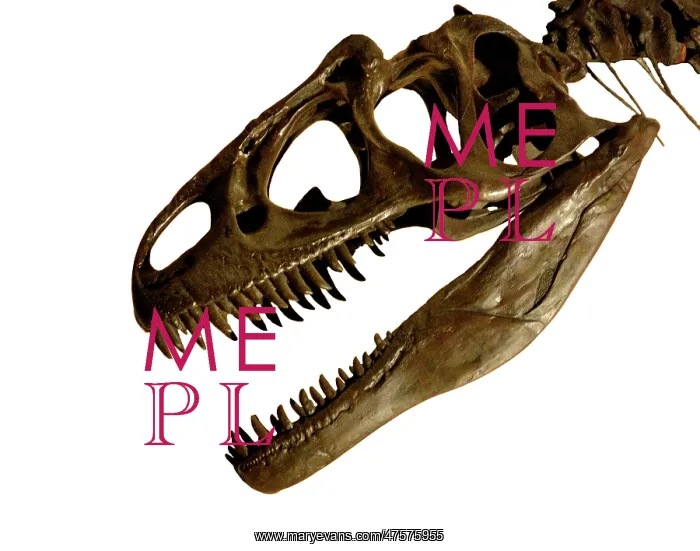 : Allosaurus cranium : Allosaurus cranium