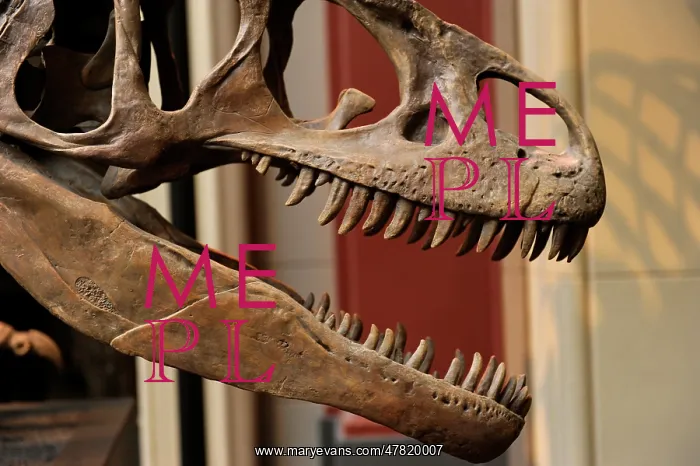 : Allosaurus. Late Jurassic Period. Skull with a large teeth : Allosaurus. Late Jurassic Period. Skull with a large teeth
