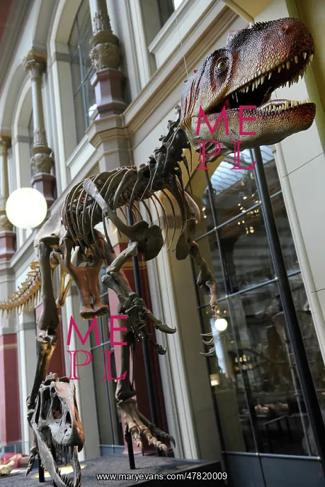 : Allosaurus. Late Jurassic Period : Allosaurus. Late Jurassic Period