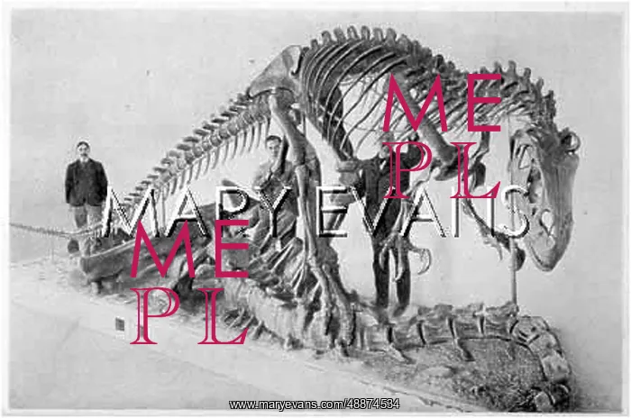 : ALLOSAURUS SKELETON : ALLOSAURUS SKELETON