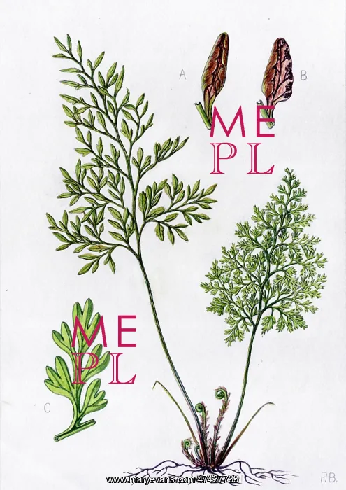  : Allosorus crispus