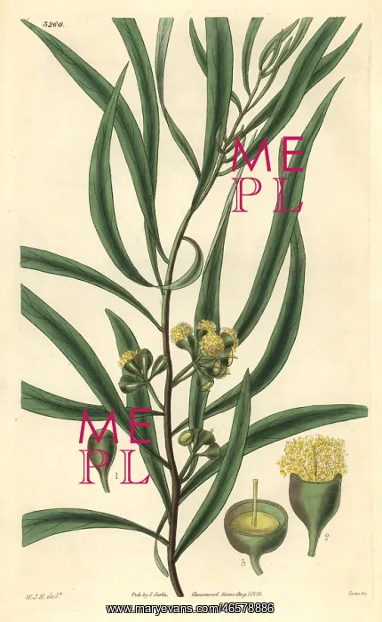 : Almond-leaved eucalyptus or black peppermint : Almond-leaved eucalyptus or black peppermint