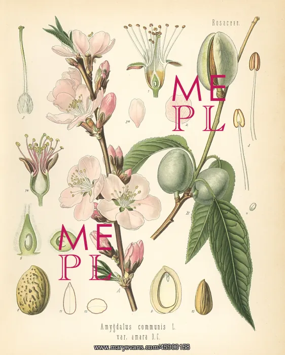 : Almond tree, Amygdalus communis : Almond tree, Amygdalus communis