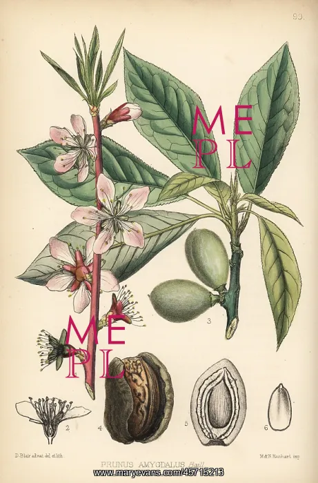 : Almond tree, Prunus dulcis : Almond tree, Prunus dulcis