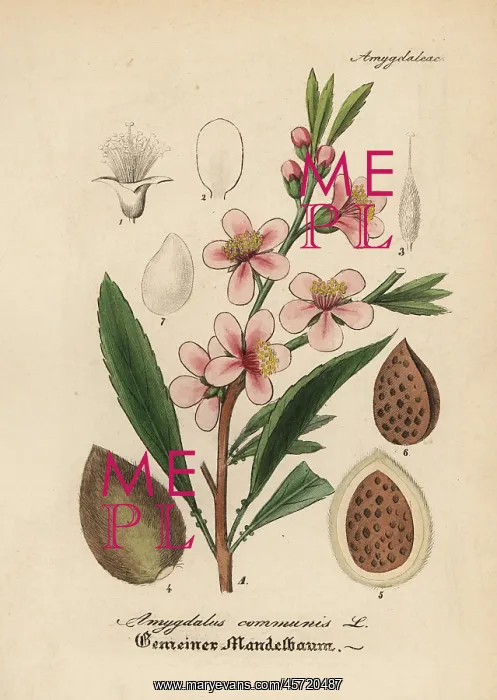 : Almond tree, Prunus dulcis : Almond tree, Prunus dulcis