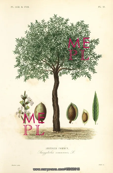 : Almond tree, Prunus dulcis : Almond tree, Prunus dulcis