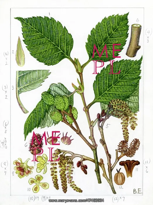: Alnus incana - grey alder : Alnus incana - grey alder