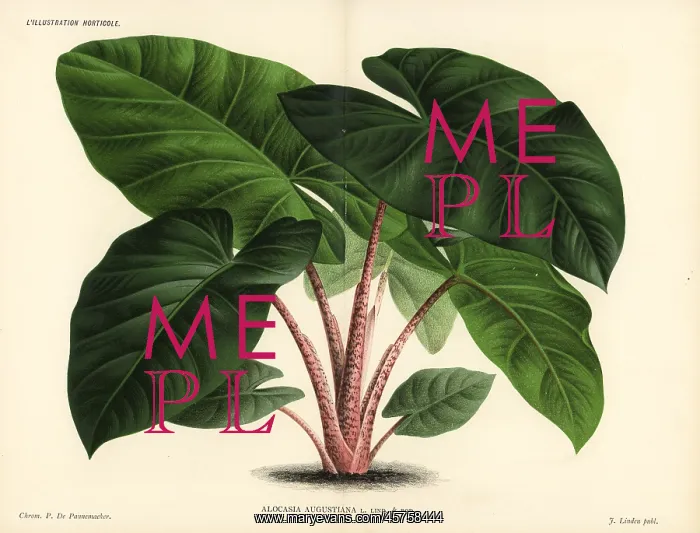 : Alocasia augustiana : Alocasia augustiana