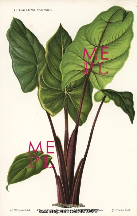 : Alocasia devansayana : Alocasia devansayana