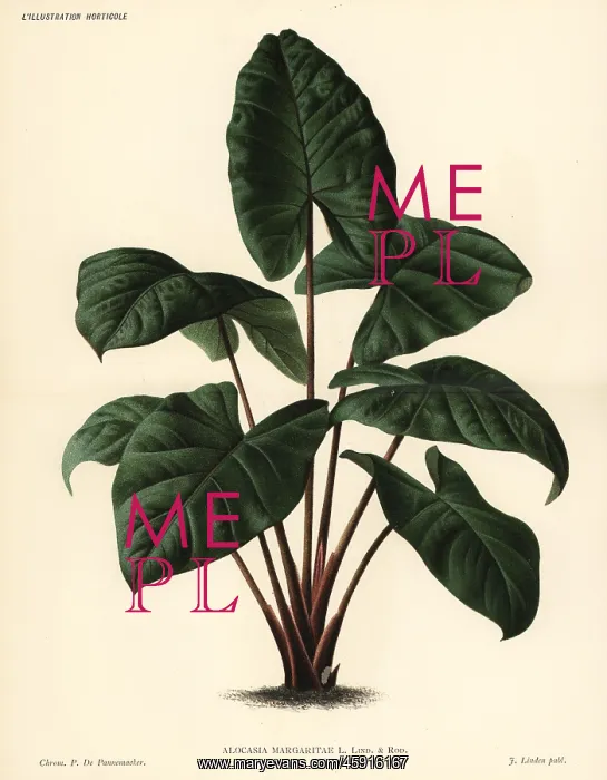 : Alocasia puber foliage plant : Alocasia puber foliage plant