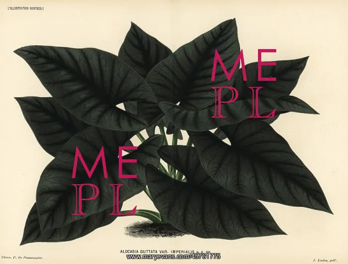 : Alocasia scabriuscula : Alocasia scabriuscula