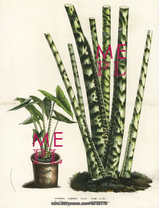 : Alocasia zebrina : Alocasia zebrina
