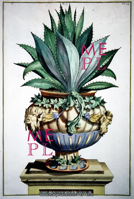 : Aloe Americana Minor : Aloe Americana Minor