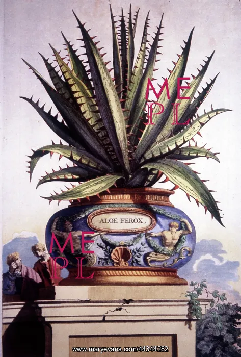 : Aloe Ferox : Aloe Ferox