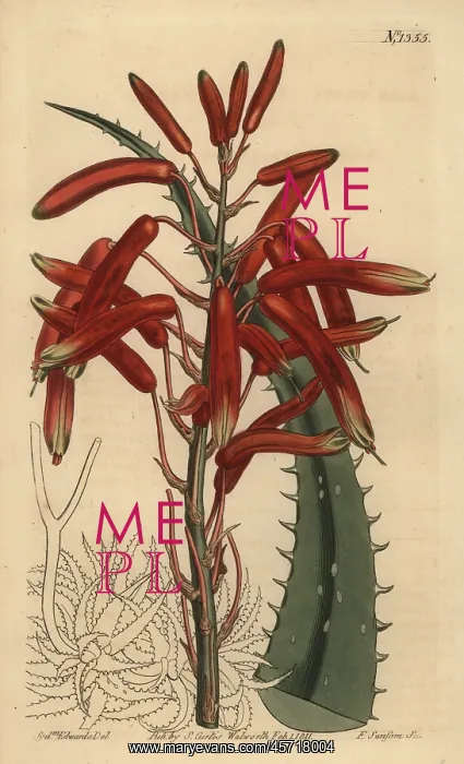 : Aloe humilis : Aloe humilis