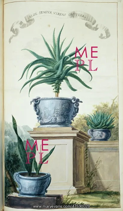 : Aloe Semper Virens ov Vera : Aloe Semper Virens ov Vera