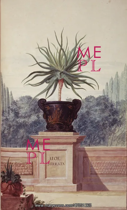 : Aloe serrata : Aloe serrata