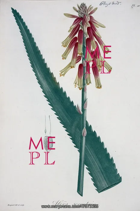 : Aloe succotrin, aloe : Aloe succotrin, aloe
