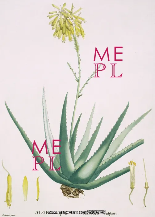 : Aloe vulgaris, aloe : Aloe vulgaris, aloe