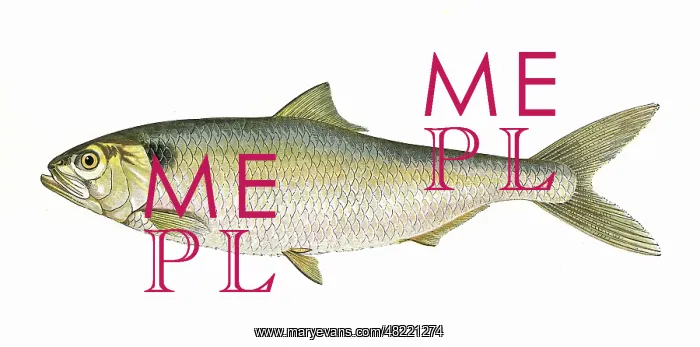: Alosa alosa, or Allis Shad : Alosa alosa, or Allis Shad