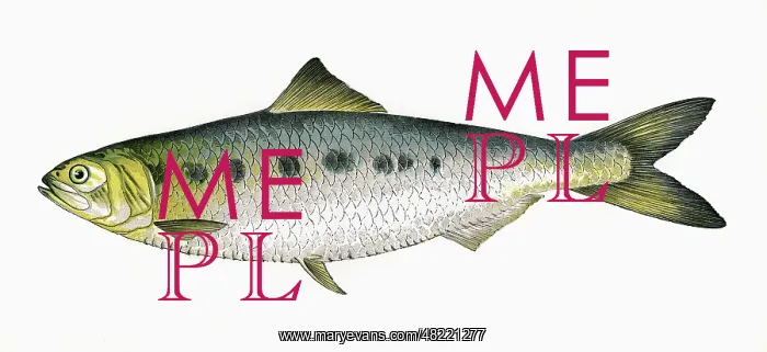 : Alosa fallax, or Twait Shad : Alosa fallax, or Twait Shad