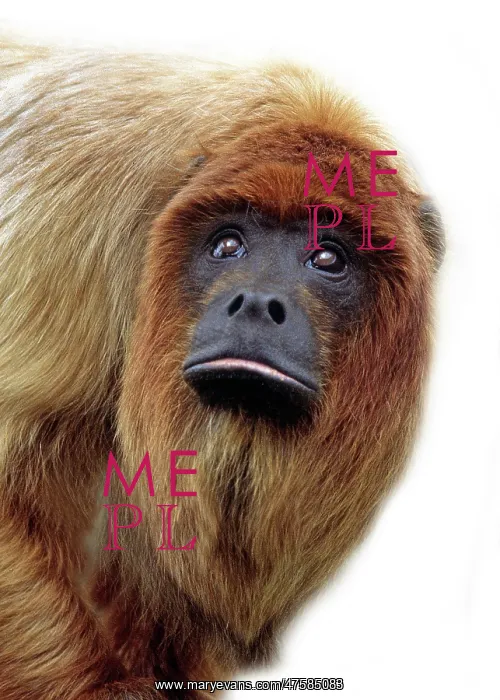 : Alouatta seniculus, red howler monkey : Alouatta seniculus, red howler monkey