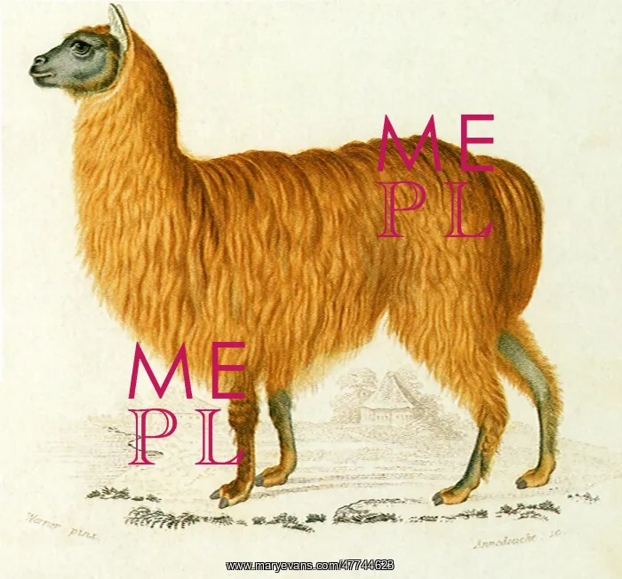  : Alpaca (Auchenia alpaca)