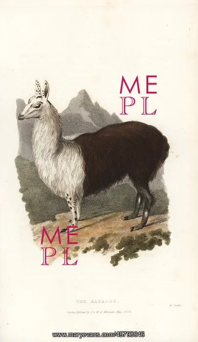 : Alpaca or paco, Vicugna pacos (Camelus paco) : Alpaca or paco, Vicugna pacos (Camelus paco)