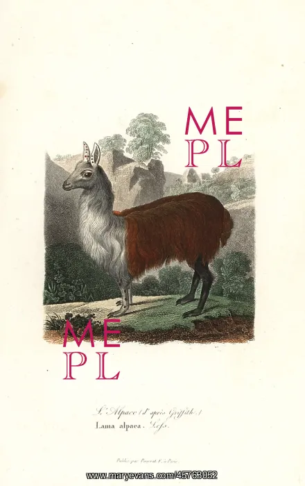 : Alpaca, Vicugna pacos : Alpaca, Vicugna pacos