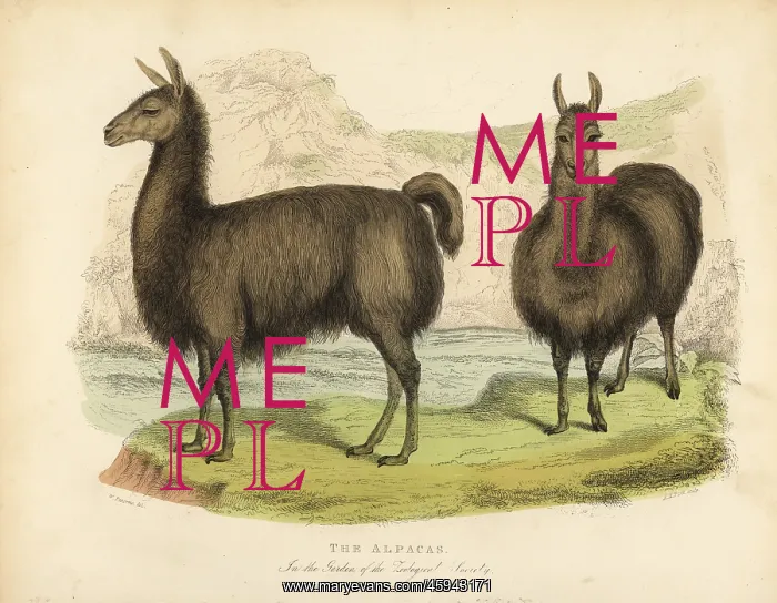 : Alpaca, Vicugna pacos : Alpaca, Vicugna pacos