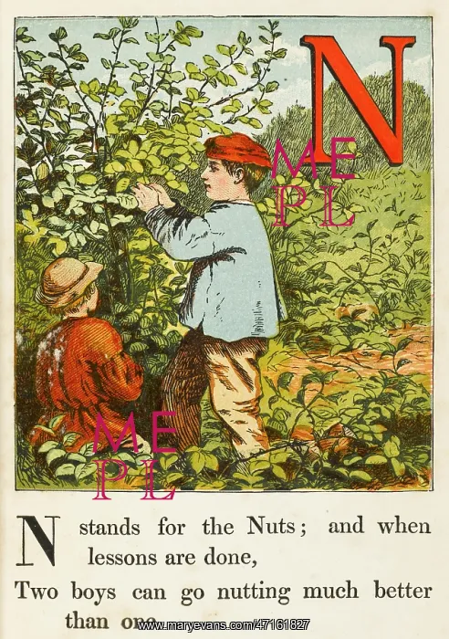 : ALPHABET / N FOR NUTS : ALPHABET / N FOR NUTS