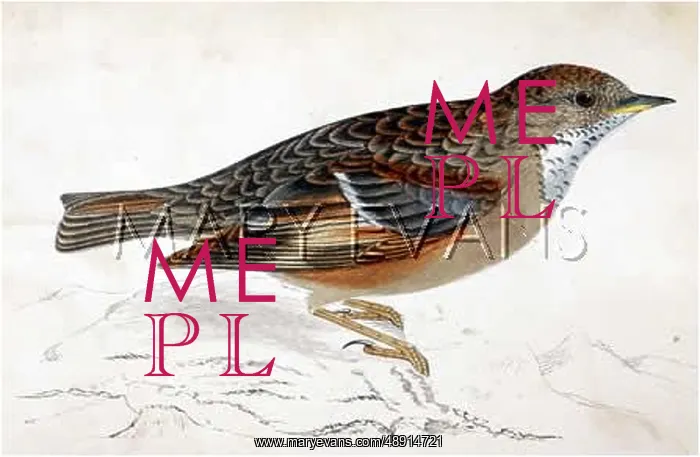  : ALPINE ACCENTOR