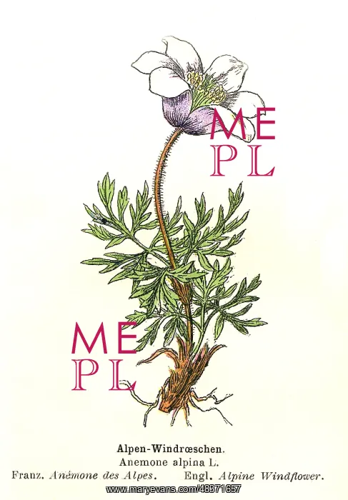 : Alpine Anemone : Alpine Anemone