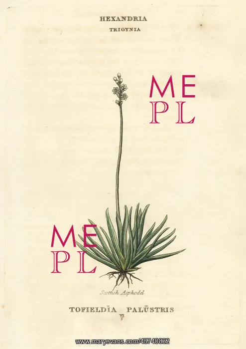 : Alpine asphodel, Tofieldia calyculata : Alpine asphodel, Tofieldia calyculata