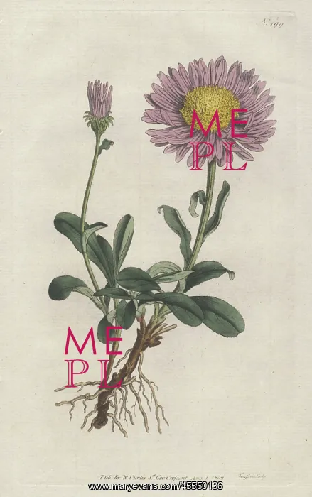 : Alpine aster, Aster alpinus : Alpine aster, Aster alpinus