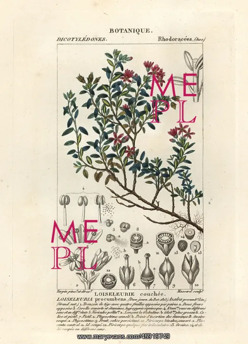 : Alpine azalea, Loiseleuria procumbens : Alpine azalea, Loiseleuria procumbens