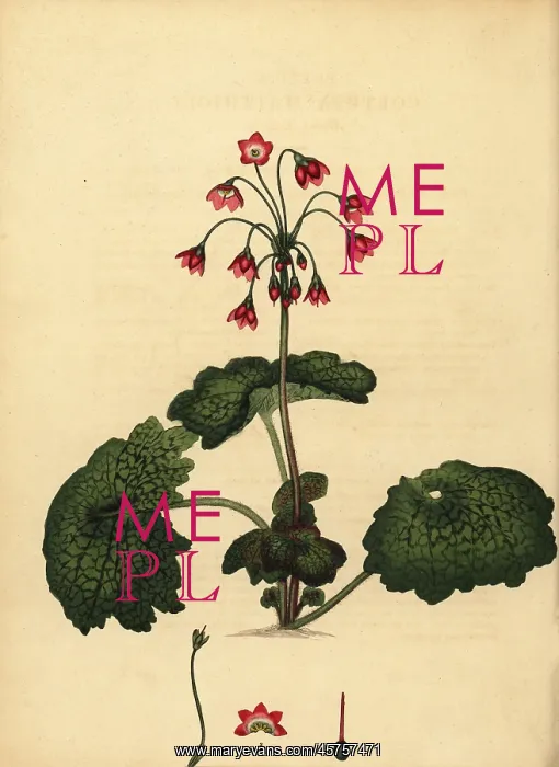 : Alpine bells, Primula matthioli : Alpine bells, Primula matthioli
