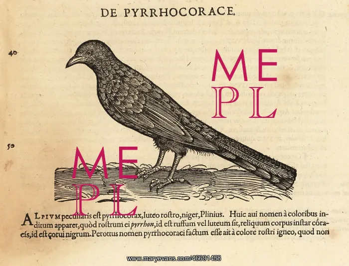 : Alpine chough or yellow-billed chough, Pyrrhocorax graculus : Alpine chough or yellow-billed chough, Pyrrhocorax graculus