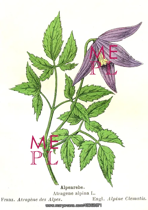 : Alpine Clematis : Alpine Clematis