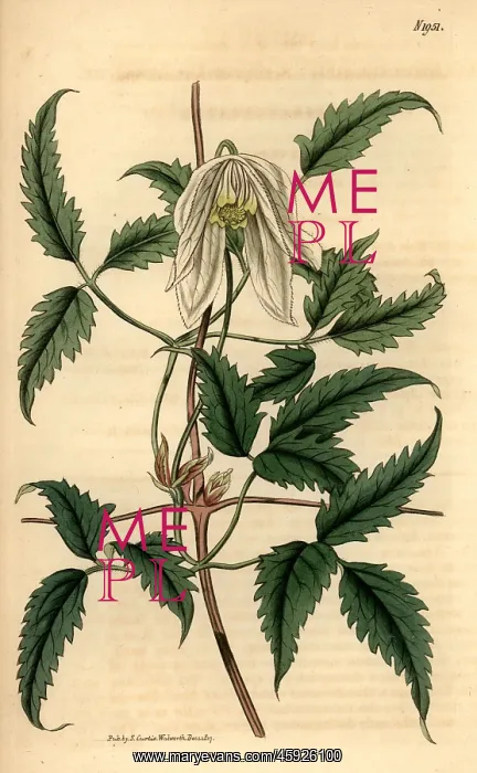 : Alpine clematis, Clematis alpina : Alpine clematis, Clematis alpina
