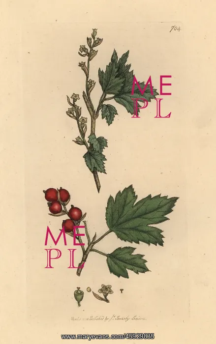 : Alpine currant, Ribes alpinum : Alpine currant, Ribes alpinum
