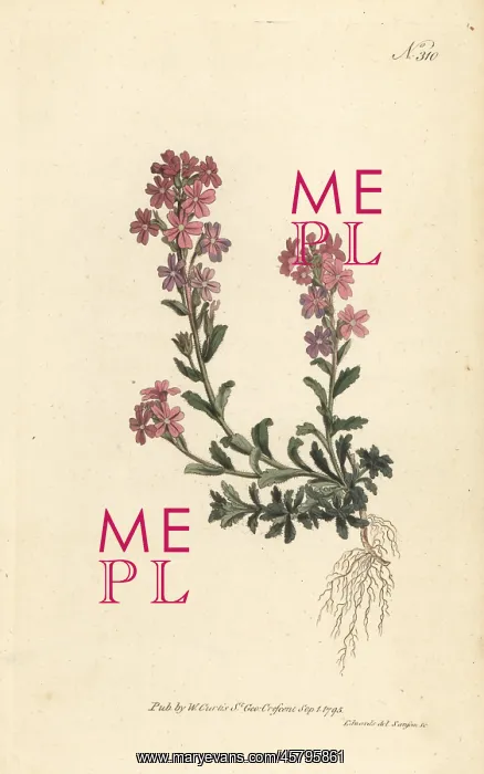 : Alpine erinus, Erinus alpinus : Alpine erinus, Erinus alpinus