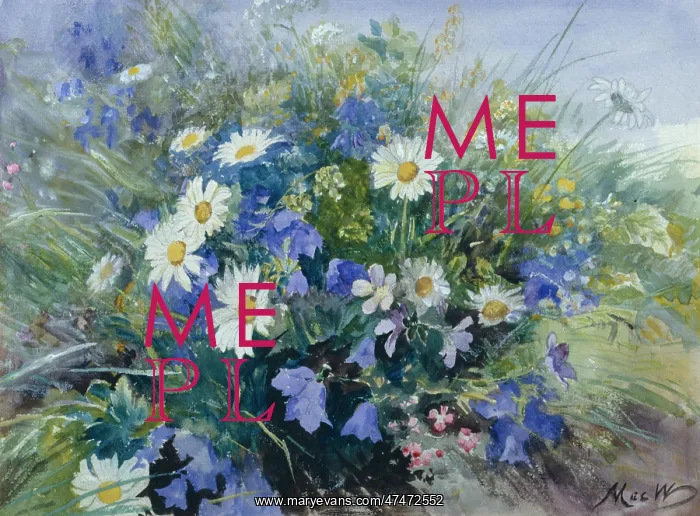 : Alpine Flowers ' marguerite, campanula : Alpine Flowers ' marguerite, campanula