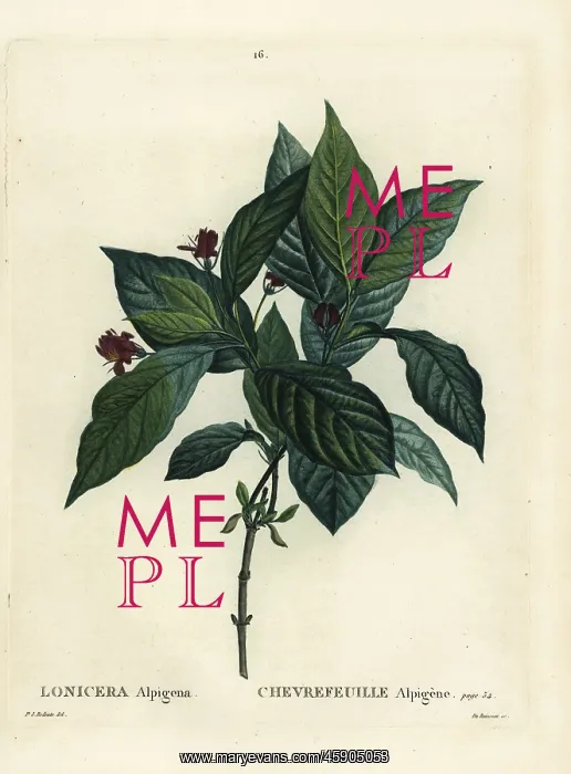 : Alpine honeysuckle, Lonicera alpigena : Alpine honeysuckle, Lonicera alpigena