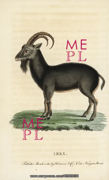 : Alpine ibex, Capra ibex : Alpine ibex, Capra ibex