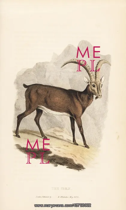 : Alpine ibex, Capra ibex : Alpine ibex, Capra ibex