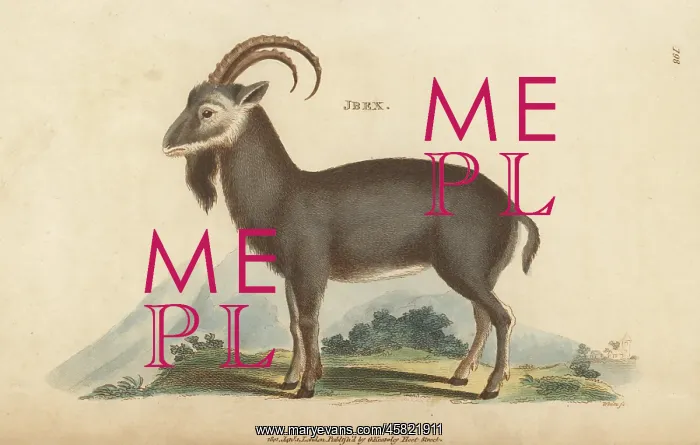 : Alpine ibex, Capra ibex : Alpine ibex, Capra ibex