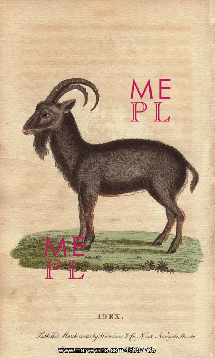 : Alpine ibex, Capra ibex : Alpine ibex, Capra ibex