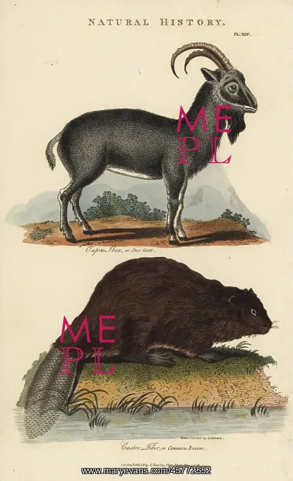 : Alpine ibex, Capra ibex, and common Eurasian : Alpine ibex, Capra ibex, and common Eurasian